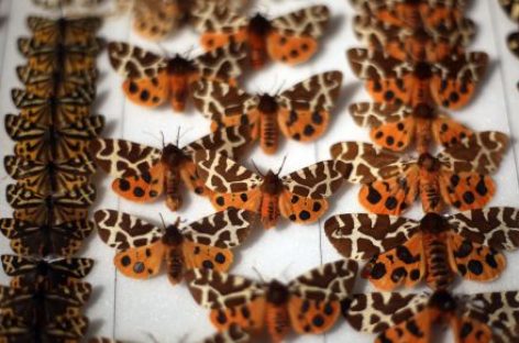 Известный художник убил более девяти тысяч бабочек ради своей новой работы