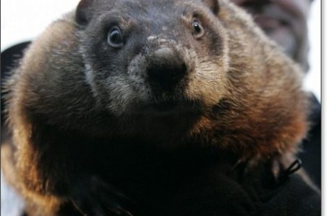 По фильму «День сурка» готовят мюзикл