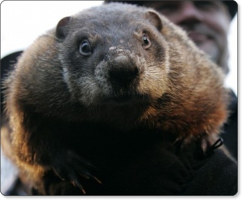 Лесной сурок северной америки. Сурок в дикой природе. Сурок из панксатони. Сурок 19. Сурок-байбак.