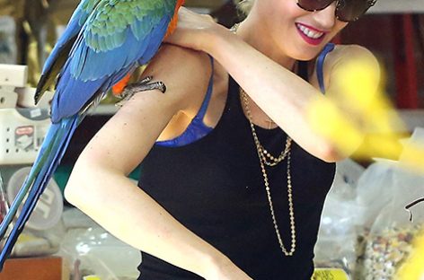 Гвен Стефани приобрела попугая Ара