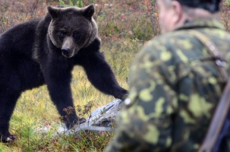Медведь забрался в детский сад в Приморье