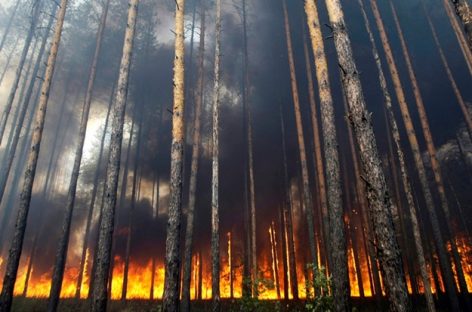 Как местные власти решают проблему лесных пожаров