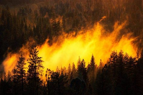 Лесные пожары бушуют в регионах России