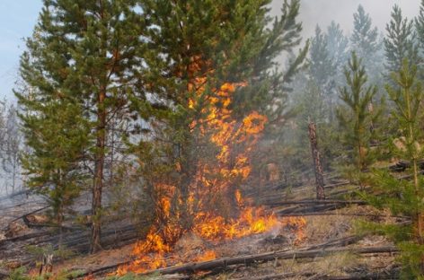 Пожарные не справляются с лесными пожарами в Иркутской области
