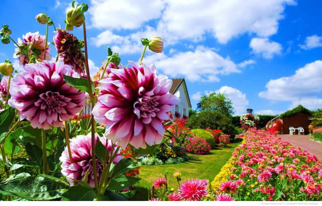Многолетние цветы для дачи и сада: 30 лучших