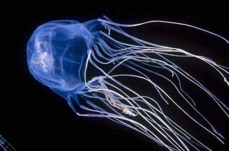 Ядовитые медузы атакуют побережье Австралии