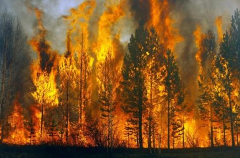 Лесные пожары бушуют в ряде регионов страны