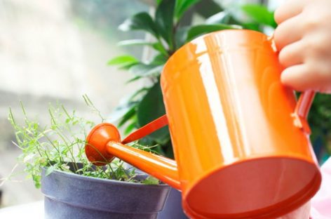 Органические удобрения для домашних растений: необходимость подкормки