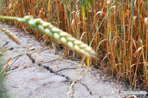 Из-за засухи в Забайкалье аграрии теряют более 180 млн рублей