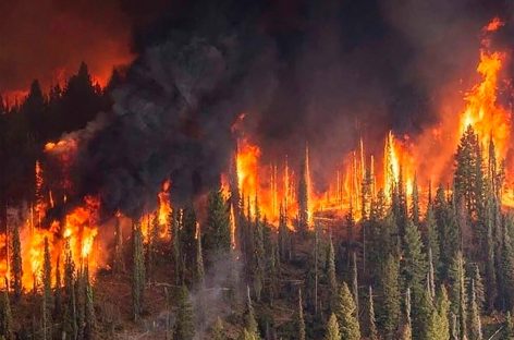 Рослесхоз предупредил о повышенной пожароопасной ситуации в лесах в апреле