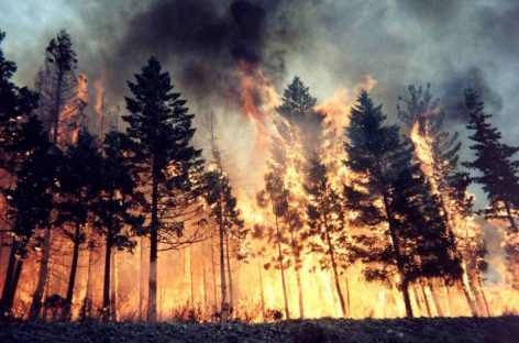 На Урале подсчитали колоссальные убытки от пожаров в 2021 году