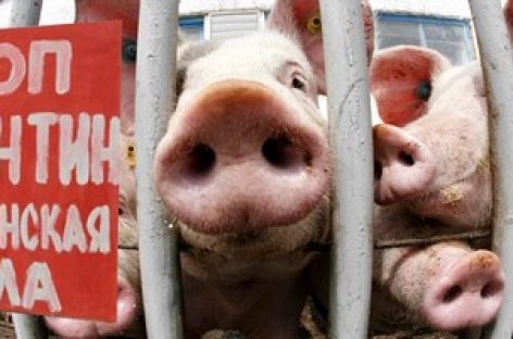 Африканская чума свиней вновь зафиксирована в Артемовском городском округе